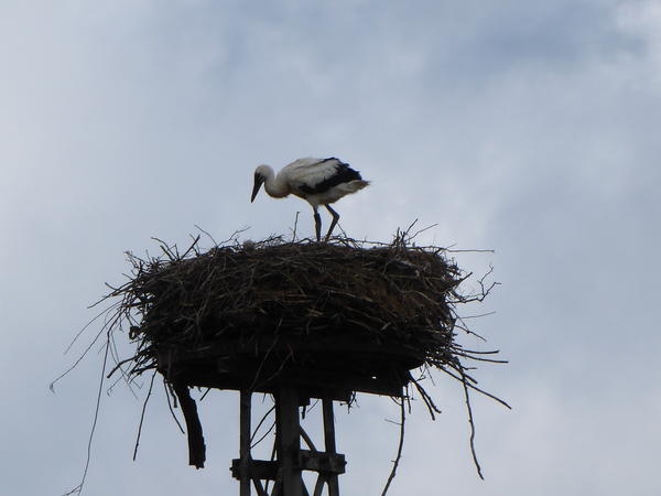 Storch Nest