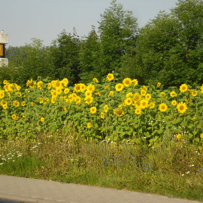 Sonnenblumen gegen Beikräuter