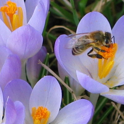 Krokusse als erste Nahrungsquelle f&uuml;r Bienen (Foto: Zita Sprengard)