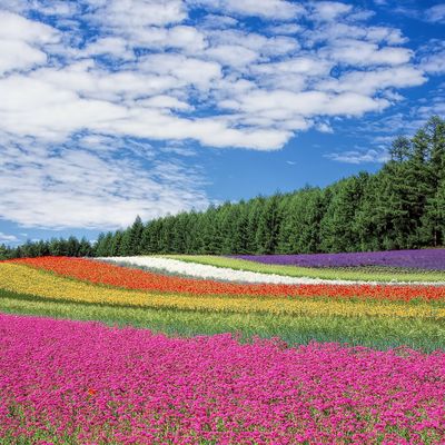 flower-field-250016_1920