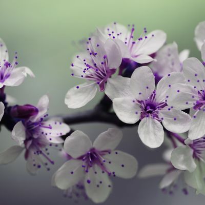 blossom-839594_1920