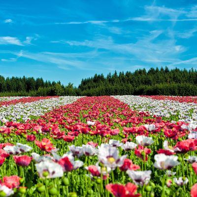 poppy-63755_1920