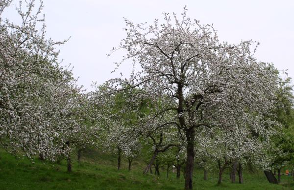 Streuobstwiese in den Lambern