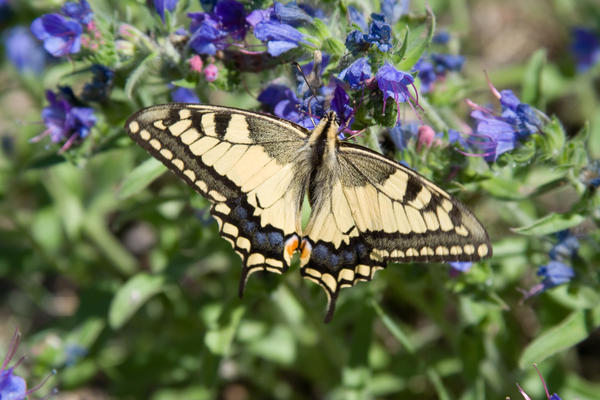 Schwalbenschwanz, unser imposantester Schmetterling braucht als Raupe Doldenbl&uuml;tler