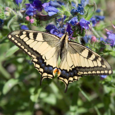 Schwalbenschwanz, unser imposantester Schmetterling braucht als Raupe Doldenbl�tler