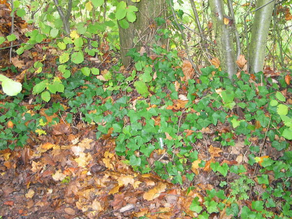1_Kirchhain bl&uuml;ht Herbstlaub Bild 1