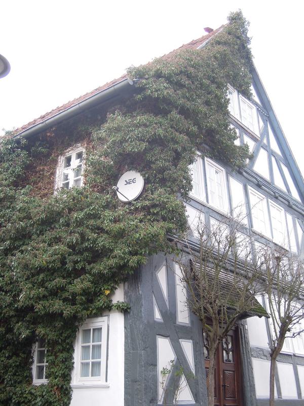 Wandbegr&uuml;nung in Kirchhain