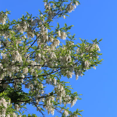 9_Kirchhain bl�ht Baum des Jahres Bild 1