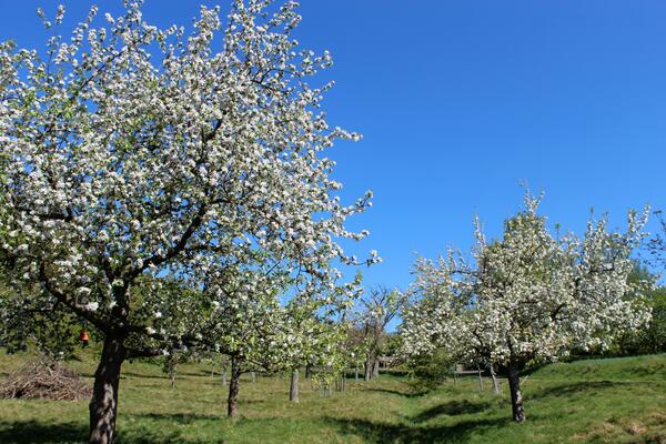 4_Kirchhain Bl&uuml;ht Foto Bl&uuml;hb&auml;ume