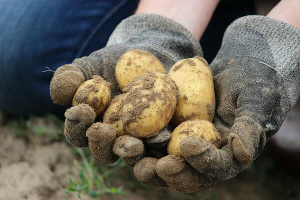 8_Kartoffelernte Gemeinschaftsgarten