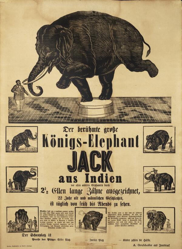 8_Jack der Elefant