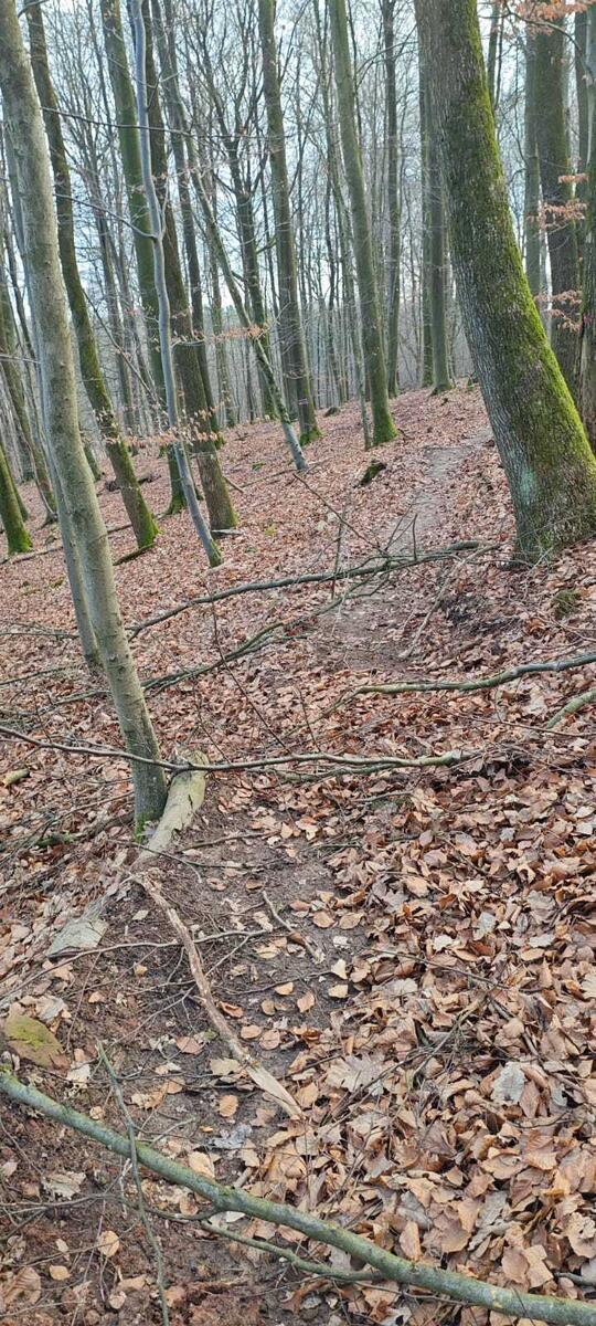 Vandalismussch&auml;den an Mountainbike-Strecke Bild 2