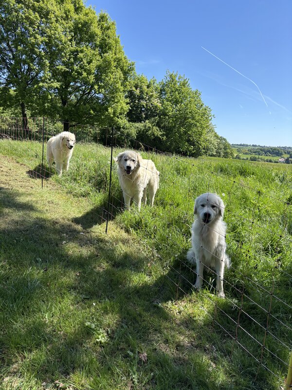 Herdenschutzhunde Stausebach