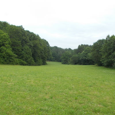 Stadtwald Kirchhain