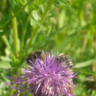 Blumenwiese - ein "Festmahl für Wildbienen"